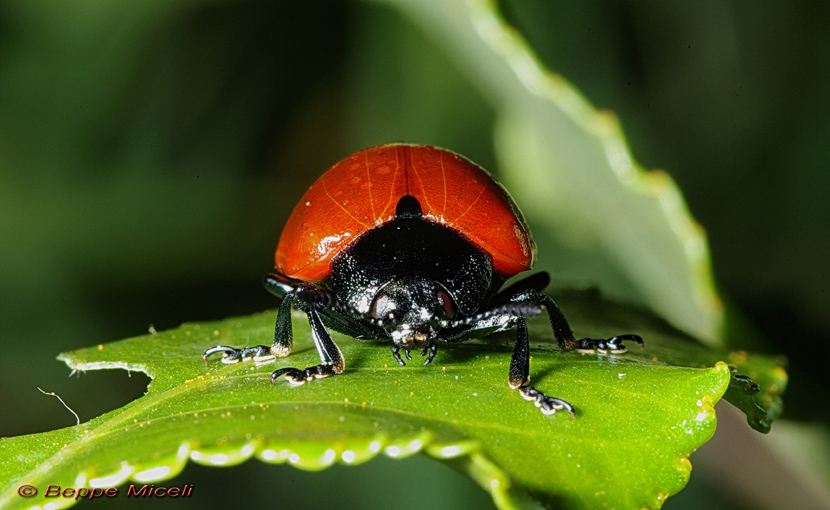 Chrysomelidae -  Chrysomela populi